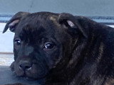Chiots de race Staffordshire Bull Terrier à vendre (6 femelles & 2 mâles)