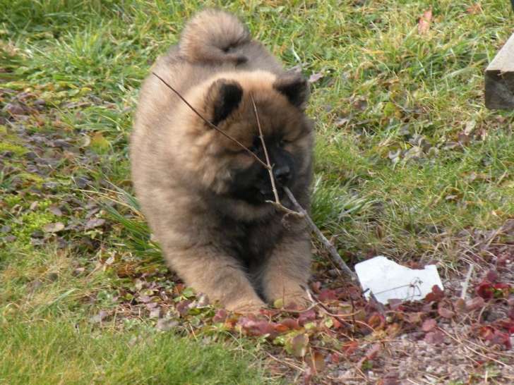 2 chiots mâles Eurasier LOF à vendre, nés en novembre 2025