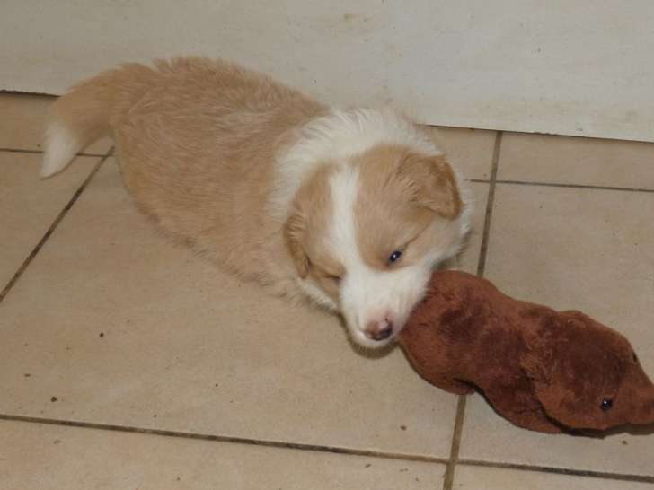 2 chiots mâles Border Collie non-LOF de décembre 2025 à réserver