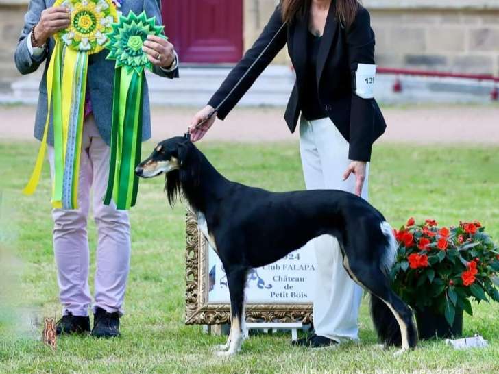 Mbis mch alishamar vip