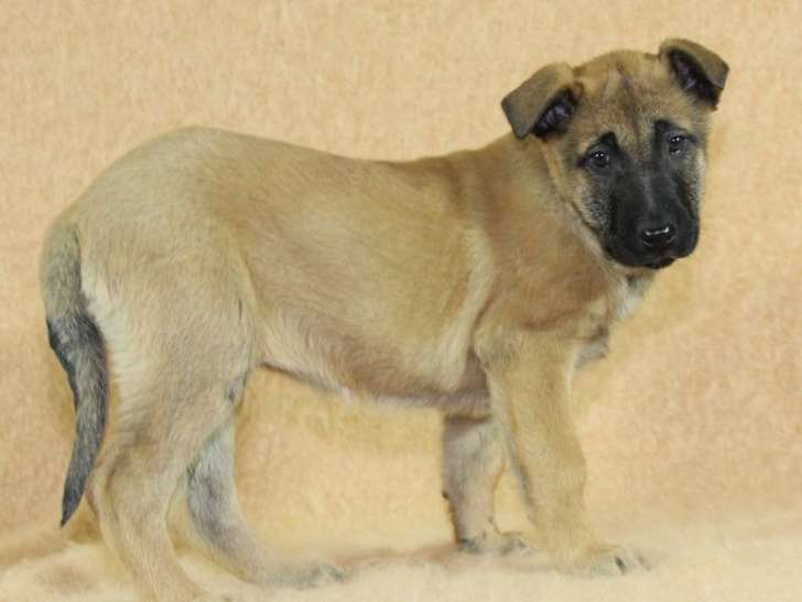 Réservation ouverte pour chiots Berger Belge Malinois LOF de novembre 2025