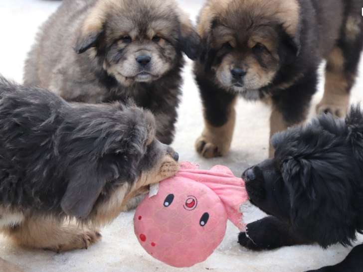 Chiots Dogue du Tibet LOF à réserver, nés en janvier 2026, issus de lignées championnes