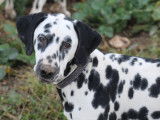Jeune mâle Dalmatien LOF à vendre