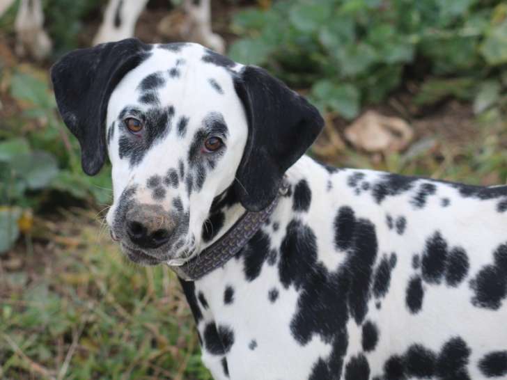 Jeune mâle Dalmatien LOF à vendre
