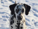 Jeune mâle Dalmatien LOF à vendre