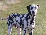 Jeune mâle Dalmatien LOF à vendre