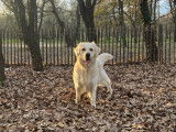 Télio, mâle Golden Retriever disponible pour saillie