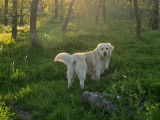 Télio, mâle Golden Retriever disponible pour saillie