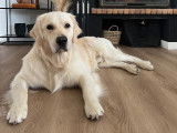 Télio, mâle Golden Retriever disponible pour saillie
