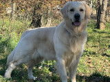 Télio, mâle Golden Retriever disponible pour saillie