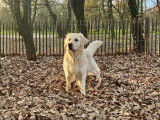 Télio, mâle Golden Retriever disponible pour saillie