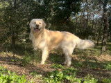 Télio, mâle Golden Retriever disponible pour saillie