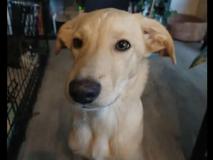 Disponible à l’adoption : chiot mâle Berger Créole de 5 mois