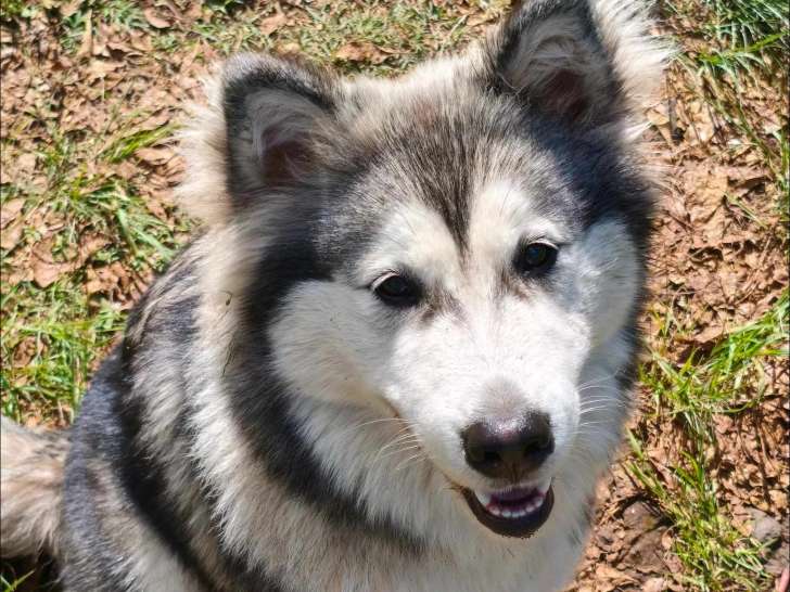 À adopter : chiot femelle Husky de Sibérie de 9 mois au pelage gris