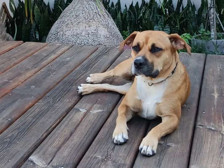 Disponible à l’adoption : chienne Boxer au pelage fauve