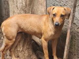 Disponible à l’adoption : chienne Berger Créole fauve de 2 ans