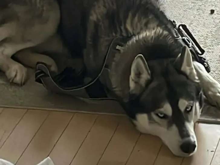 À adopter : chien Husky de Sibérie noir et blanc de 5 ans