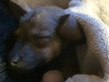À adopter : chiot femelle Berger Créole gris de 2 mois