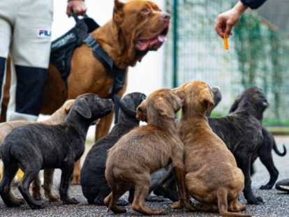 Chiots croisés Cane Corso, Presa Canario et Matin de Naples à vendre