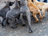 Chiots croisés Cane Corso, Presa Canario et Matin de Naples à vendre