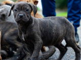 Chiots croisés Cane Corso, Presa Canario et Matin de Naples à vendre