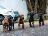 Chiots croisés Cane Corso, Presa Canario et Matin de Naples à vendre