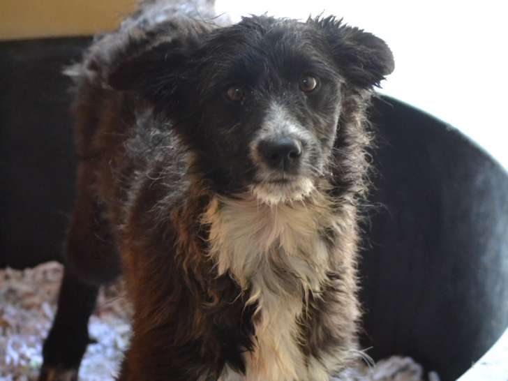 Elois, chiot femelle Border Collie à adopter en association