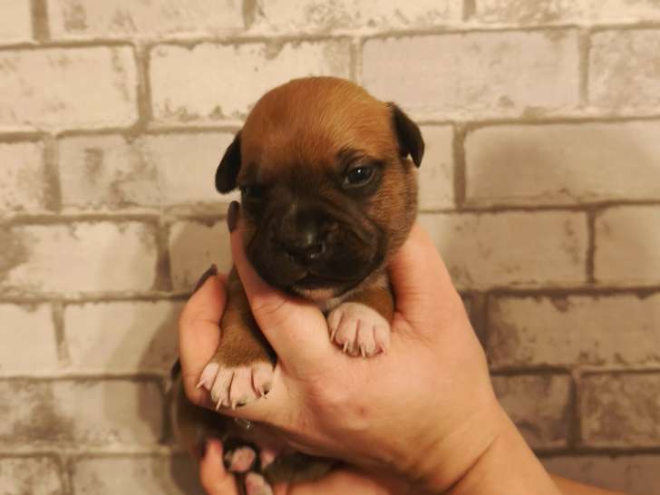 Chiots Staffordshire Bull Terrier LOF à vendre