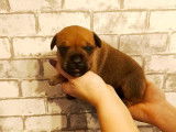 Chiots Staffordshire Bull Terrier LOF à vendre