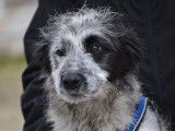 Errol chiot Border Collie mâle à adopter en association