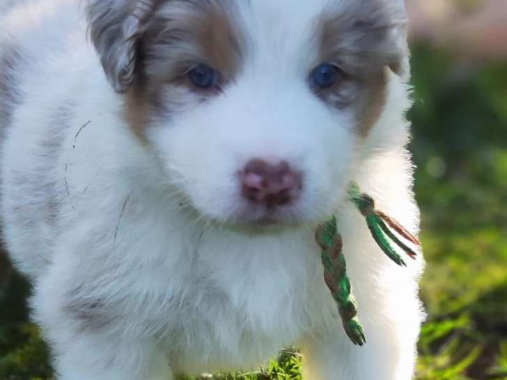 Chiots Berger Australien LOF