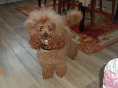 Chien mâle Caniche rouge à vendre