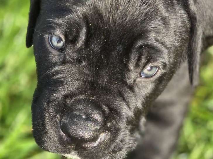 Magnifiques chiots Cane Corso LOF à vendre