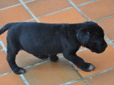 Magnifiques chiots Cane Corso LOF à vendre