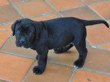 Magnifiques chiots Cane Corso LOF à vendre