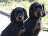 Chiots Setter Gordon à vendre