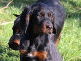 Chiots Setter Gordon à vendre