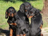 Chiots Setter Gordon à vendre