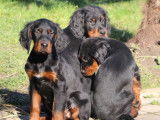 Chiots Setter Gordon à vendre