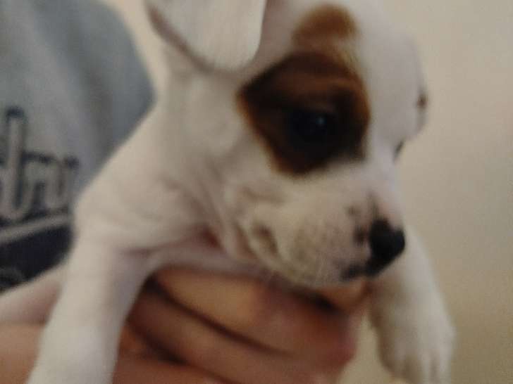 Chiots femelles Jack Russel à vendre