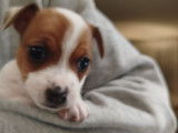 Chiots femelles Jack Russel à vendre
