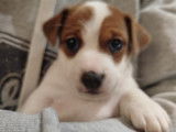 Chiots femelles Jack Russel à vendre