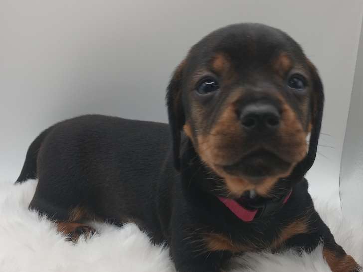 Magnifiques chiots Teckel Nain à vendre