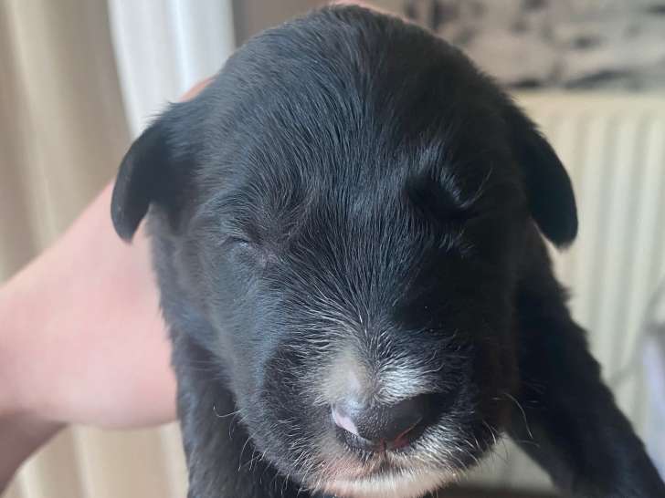 Magnifiques chiots croisés Briard et Border Collie à vendre