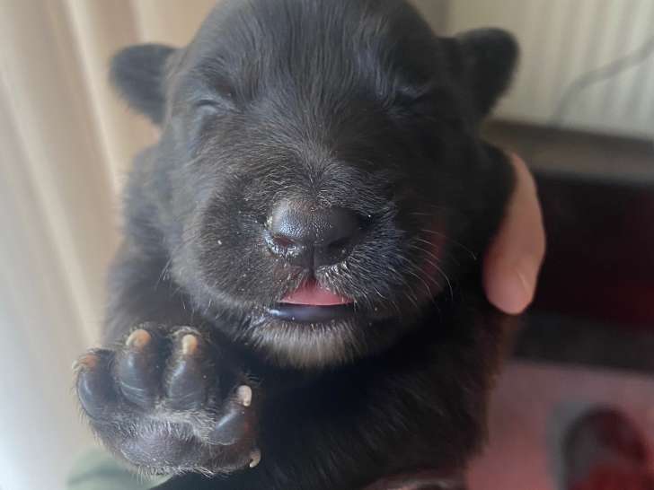 Magnifiques chiots croisés Briard et Border Collie à vendre