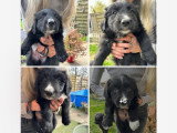 Magnifiques chiots croisés Briard et Border Collie à vendre