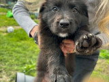 Magnifiques chiots croisés Briard et Border Collie à vendre