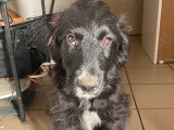 Magnifiques chiots croisés Briard et Border Collie à vendre