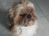 Mâle Lhassa Apso disponible pour saillie