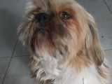 Mâle Lhassa Apso disponible pour saillie